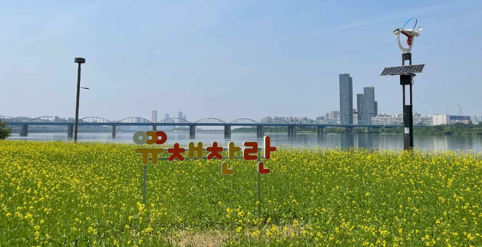 2024 한강 서래섬 유채꽃 축제 1