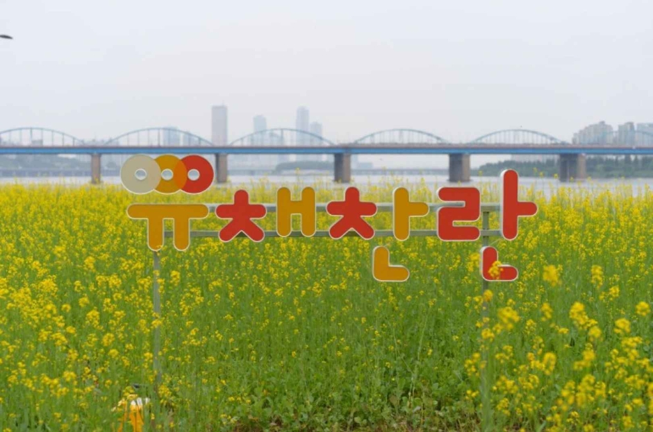 2024 한강 서래섬 유채꽃 축제 3