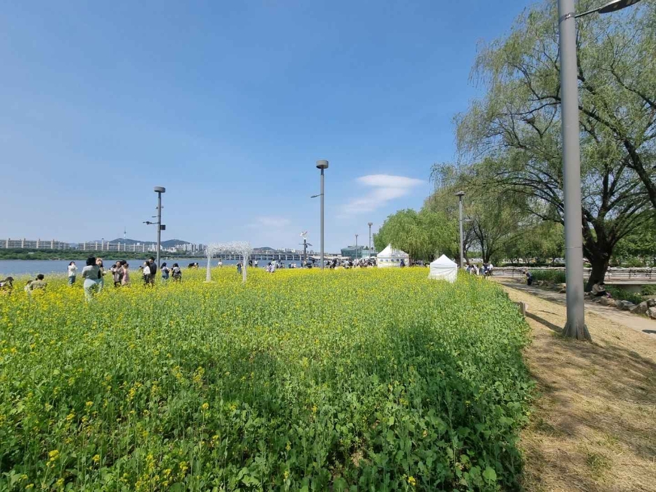2024 한강 서래섬 유채꽃 축제 4