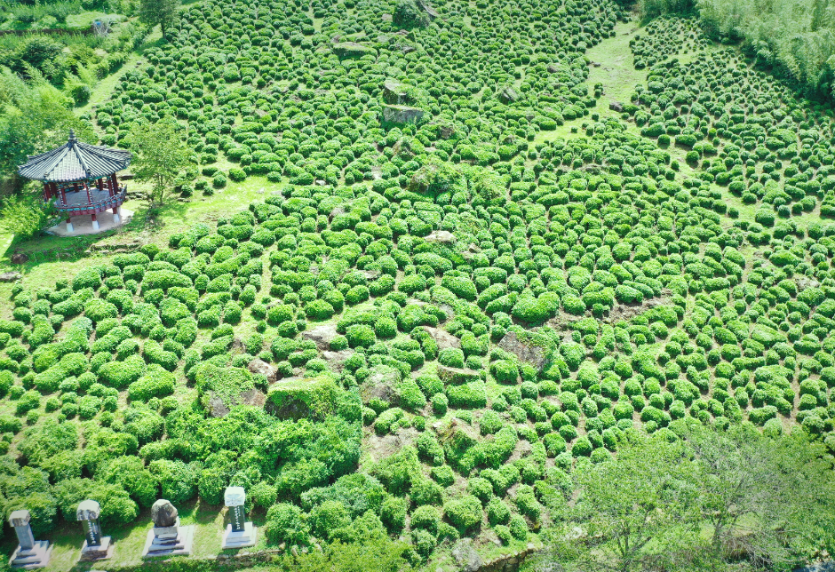 2025 하동야생차문화축제 3