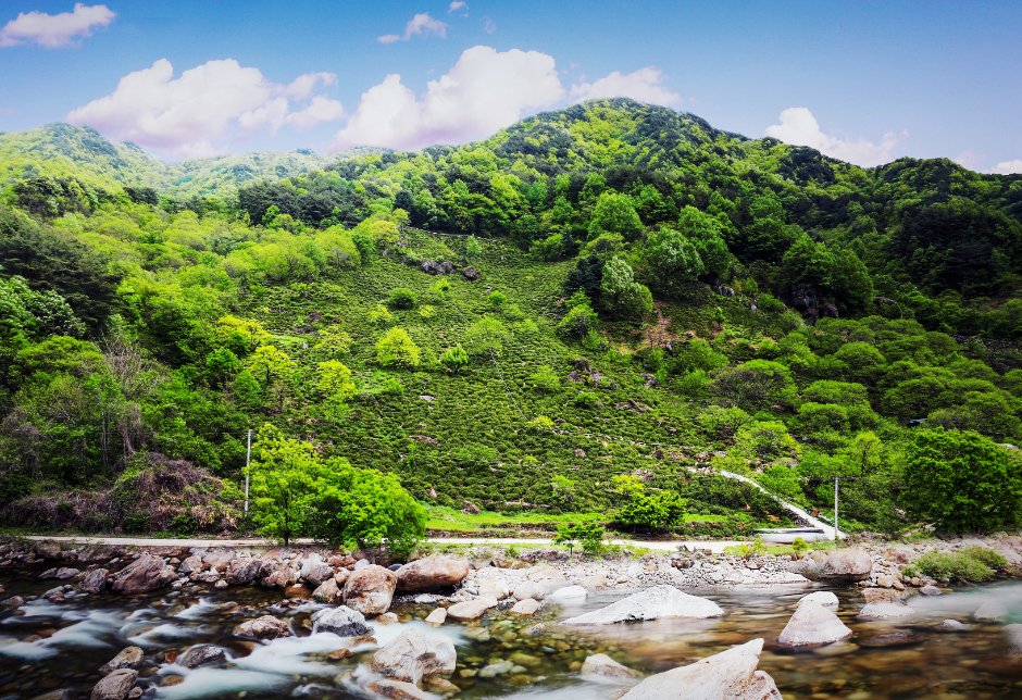 2025 하동야생차문화축제 5
