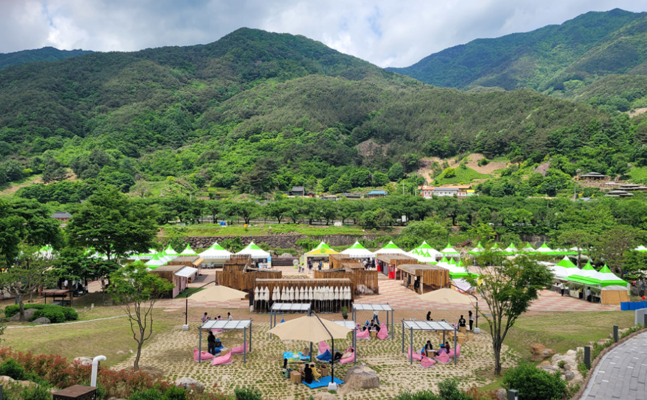 2025 하동야생차문화축제 6