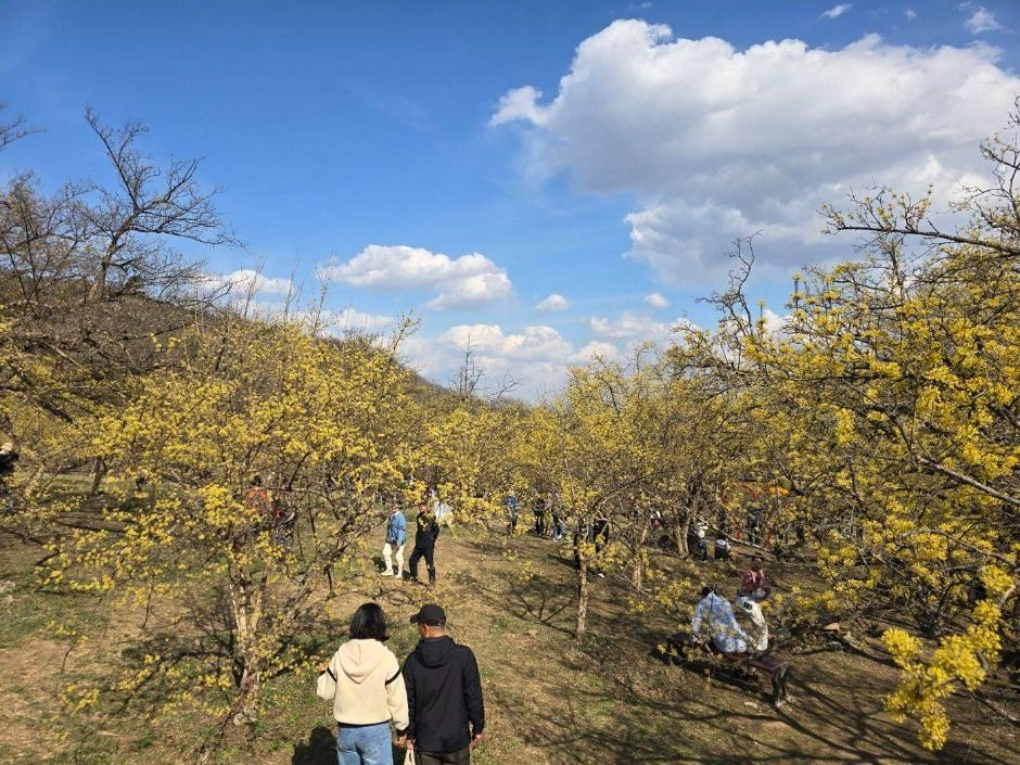 이천백사 산수유꽃축제 참고 이미지 2