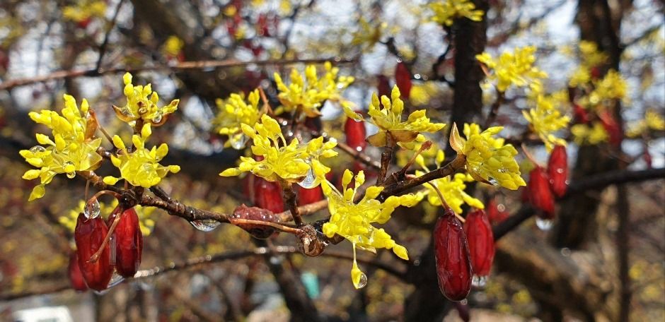 이천백사 산수유꽃축제 참고 이미지 3