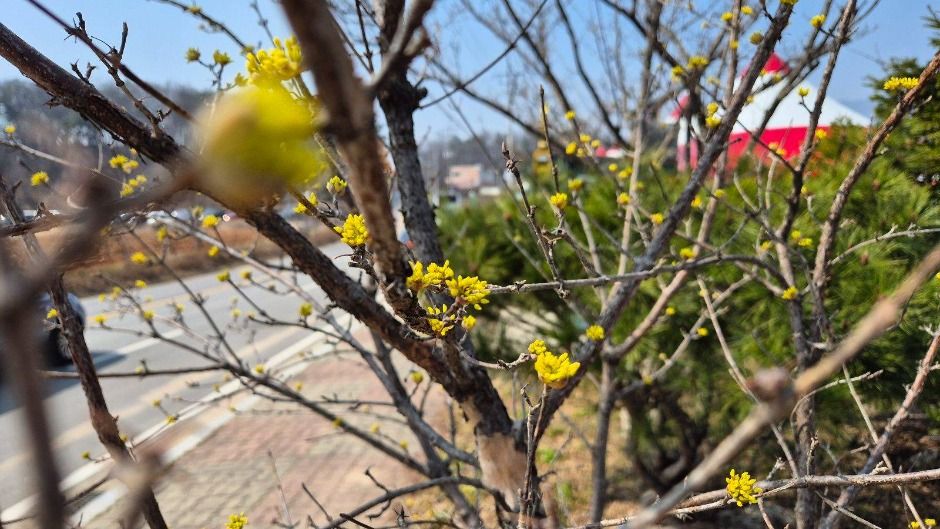 이천백사 산수유꽃축제 참고 이미지 4