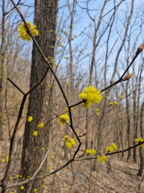 2025 이천백사 산수유꽃축제 5