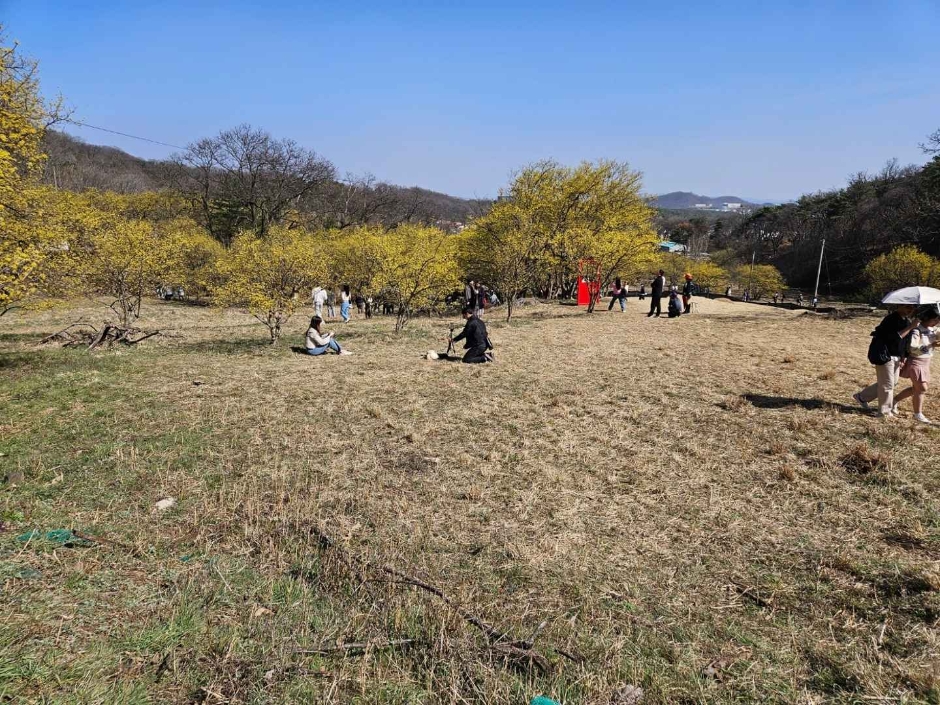 2024 이천백사 산수유꽃축제 5