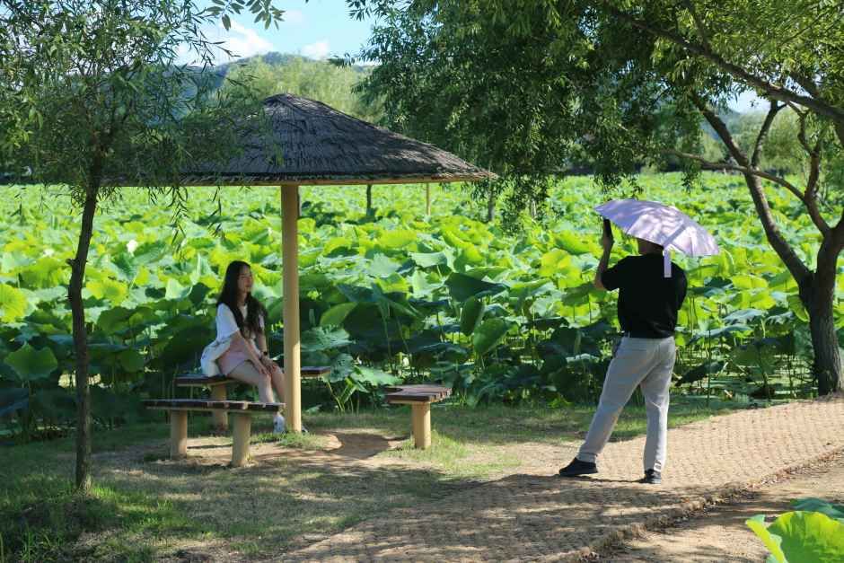 무안 연꽃축제 프로그램 현장