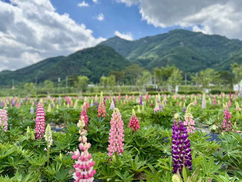 2026 포천 한탄강 가든페스타 (4).jpg