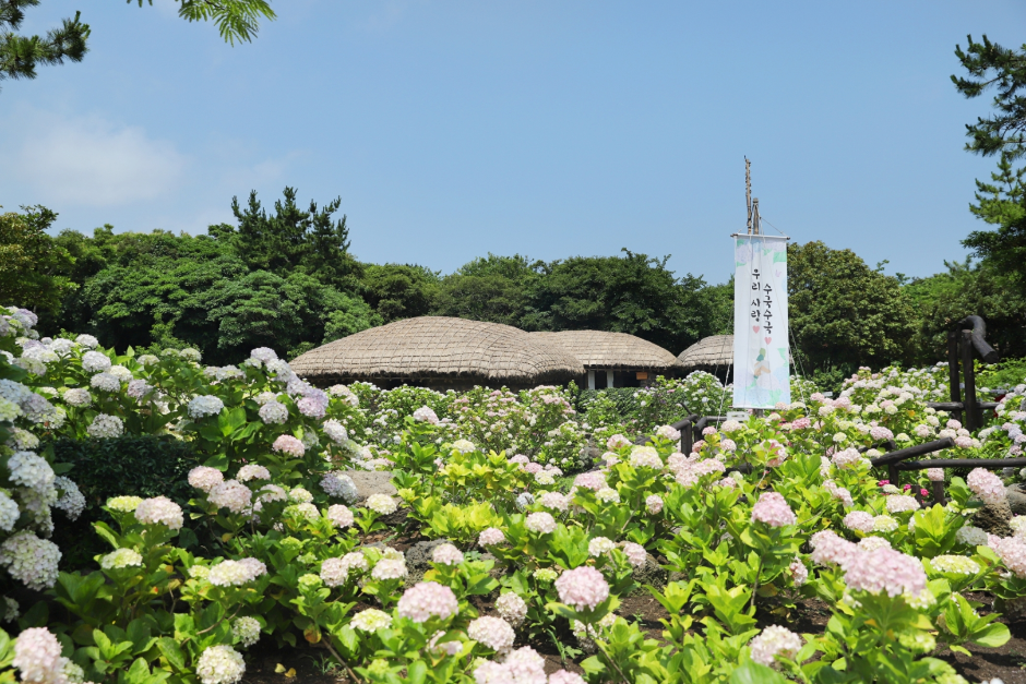 제주민속촌 수국축제__3