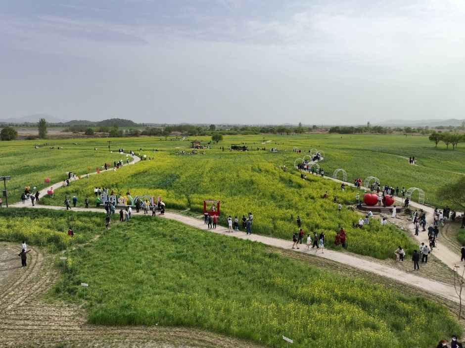 2026 부여세도 방울토마토 & 유채꽃축제 (3).jpg