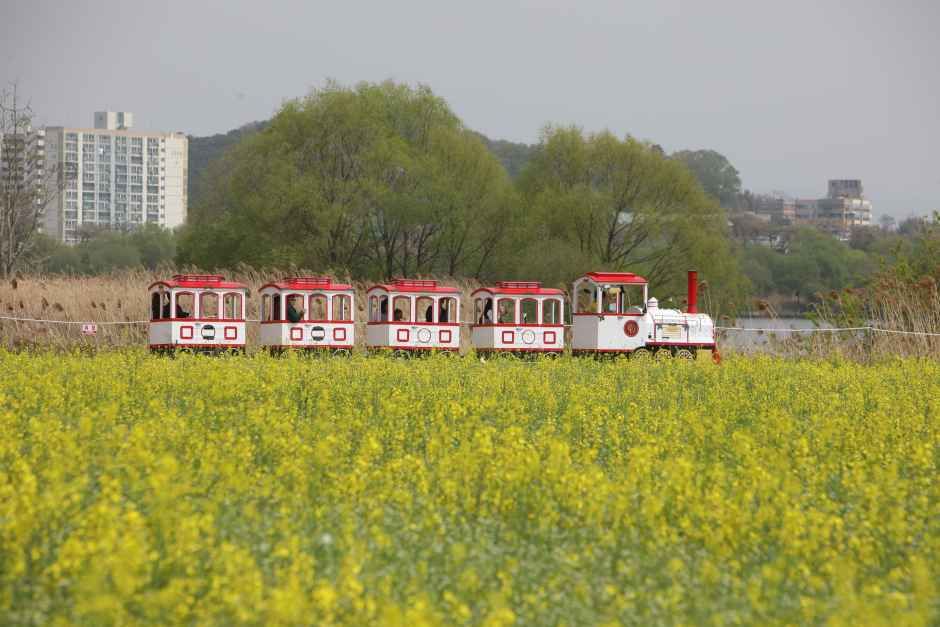 2026 부여세도 방울토마토 & 유채꽃축제 (2).JPG