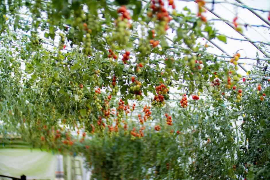 2026 부여세도 방울토마토 & 유채꽃축제 (7).jpg