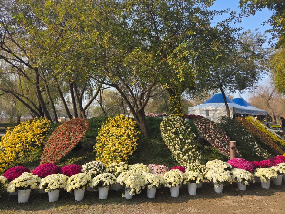 2026 부여국화축제 (7).jpg