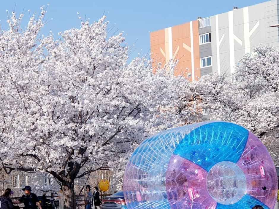 안동벚꽃축제 참고 이미지 2