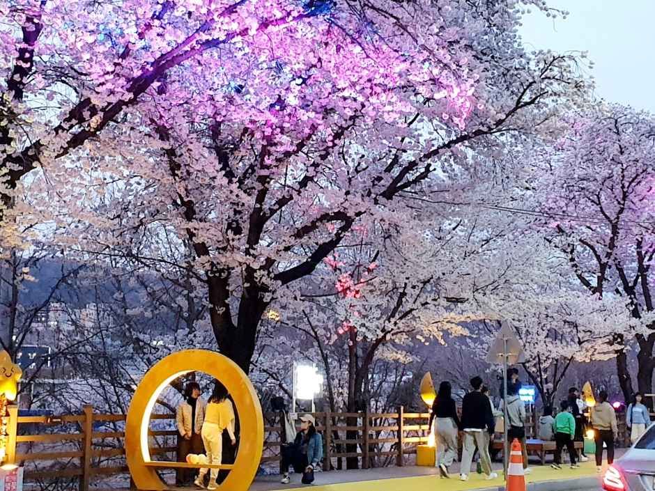 안동벚꽃축제 참고 이미지 3