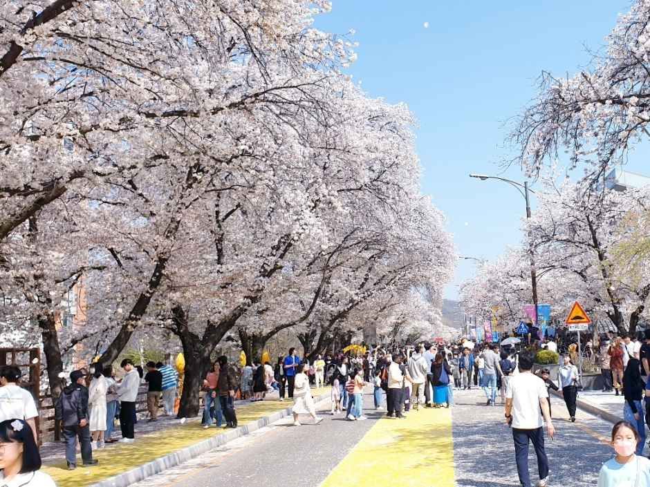 안동벚꽃축제 참고 이미지 2