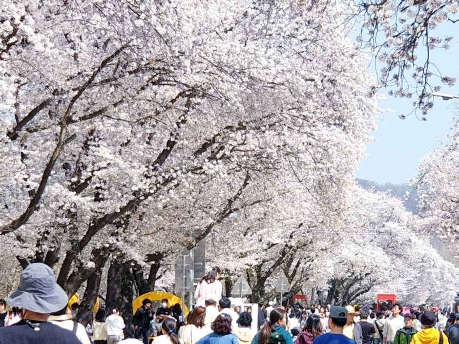2026 안동벚꽃축제 (3).jpg