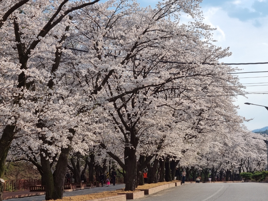 2024 에덴벚꽃길 벚꽃축제 8