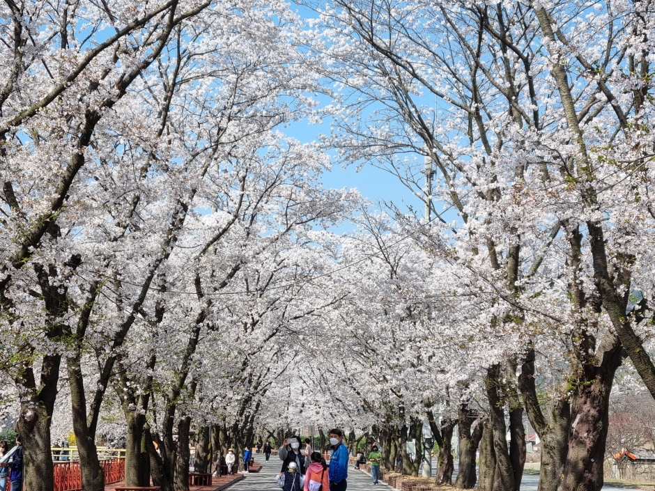 에덴벚꽃길 벚꽃축제 (16)