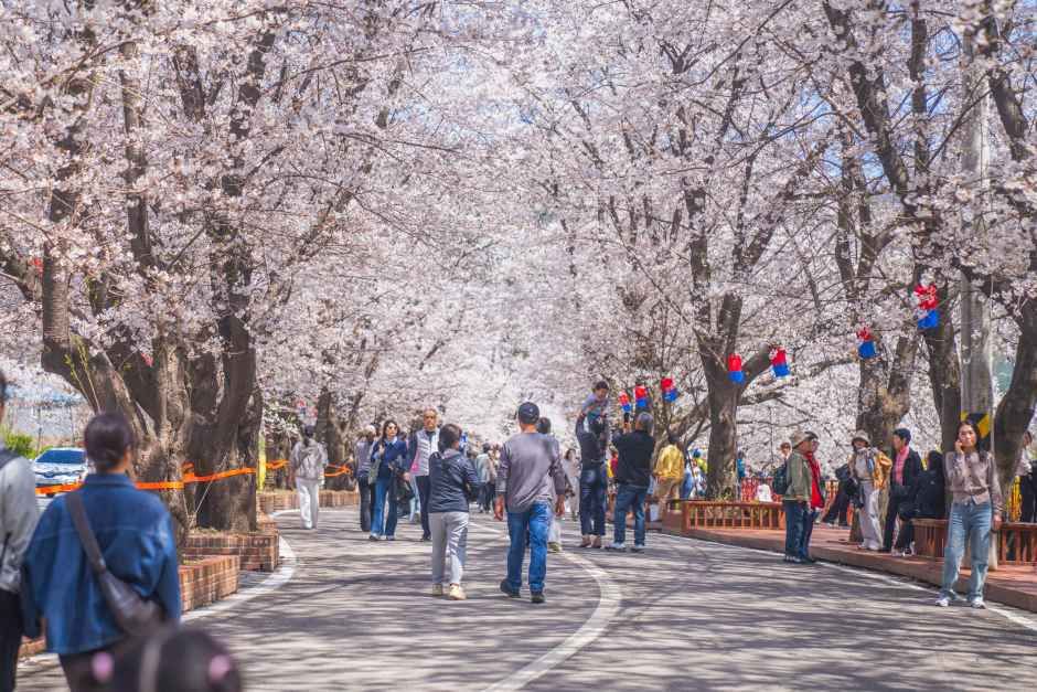 에덴벚꽃길 벚꽃축제