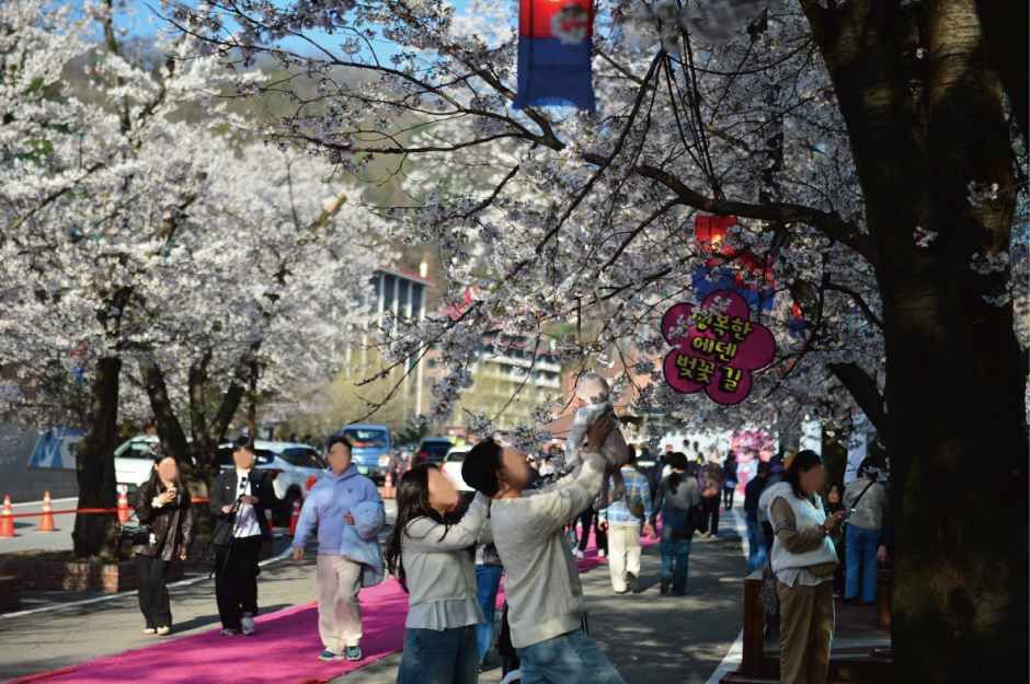 2026 에덴벚꽃길 벚꽃축제 (7).jpg