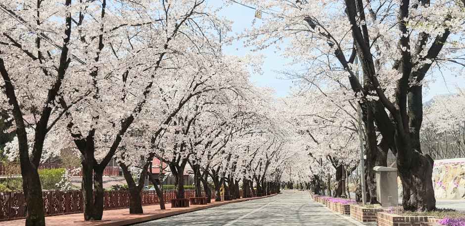 2026 에덴벚꽃길 벚꽃축제 (1).jpg