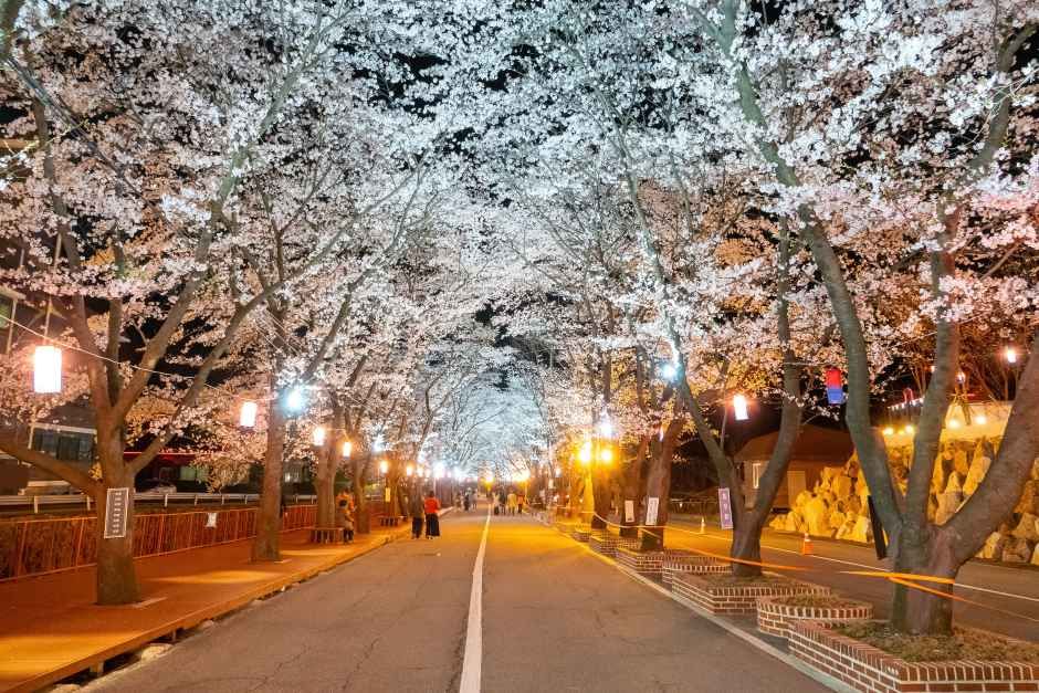 2026 에덴벚꽃길 벚꽃축제 (4).jpg