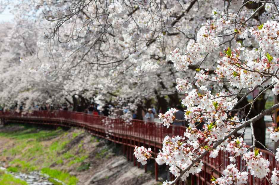 2026 에덴벚꽃길 벚꽃축제 (6).jpg