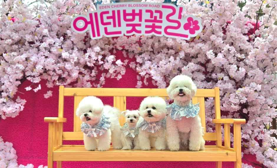 2026 에덴벚꽃길 벚꽃축제 (9).jpg
