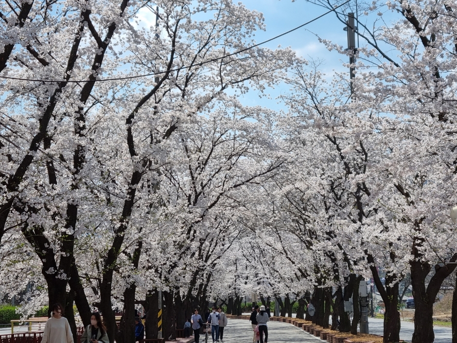 2024 에덴벚꽃길 벚꽃축제 3