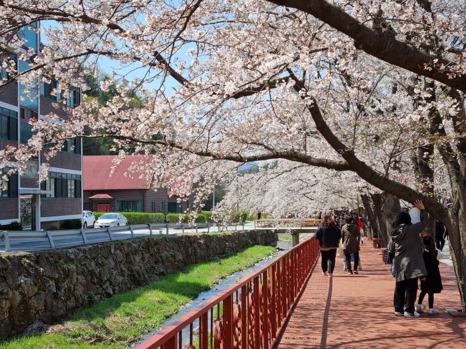 2026 에덴벚꽃길 벚꽃축제 (7).jpg