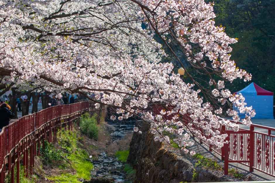 2026 에덴벚꽃길 벚꽃축제 (5).jpg