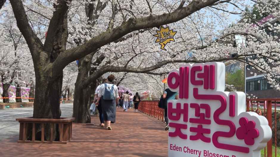 2026 에덴벚꽃길 벚꽃축제 (10).jpg