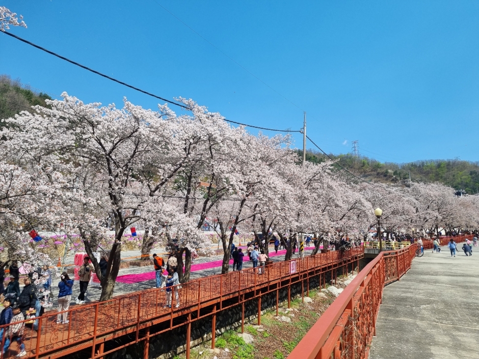 2024 에덴벚꽃길 벚꽃축제 6