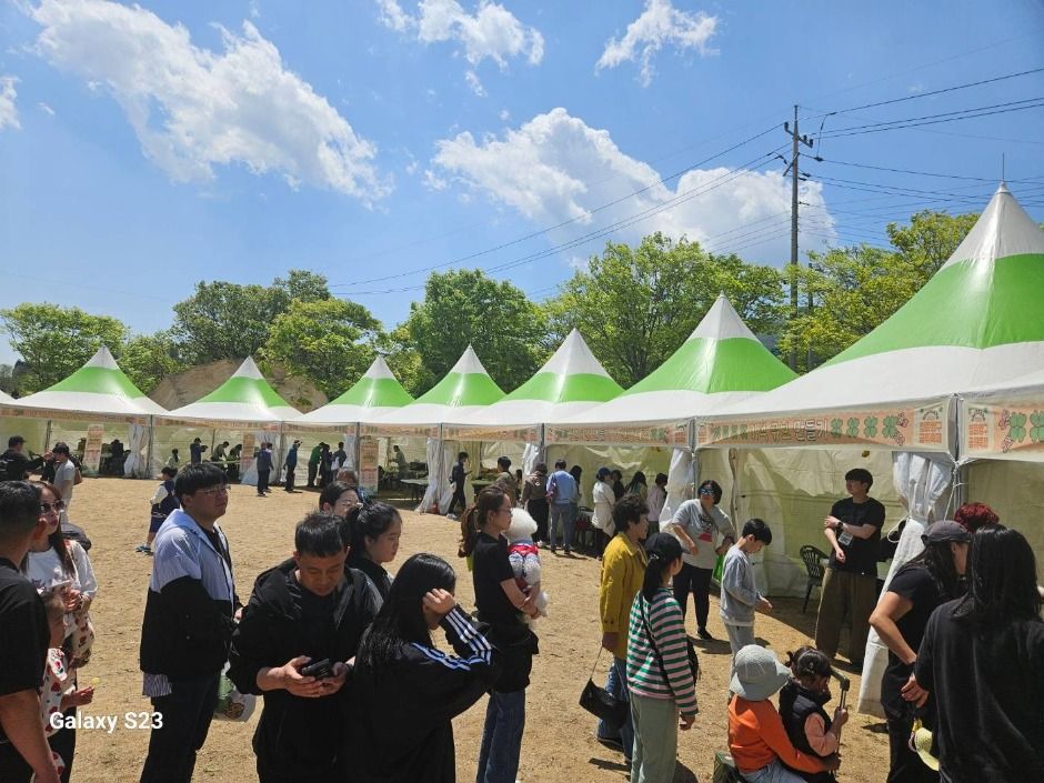 2025 청춘양구 곰취축제 12
