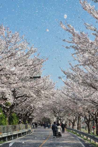 2026 물금벚꽃축제 (1).jpg