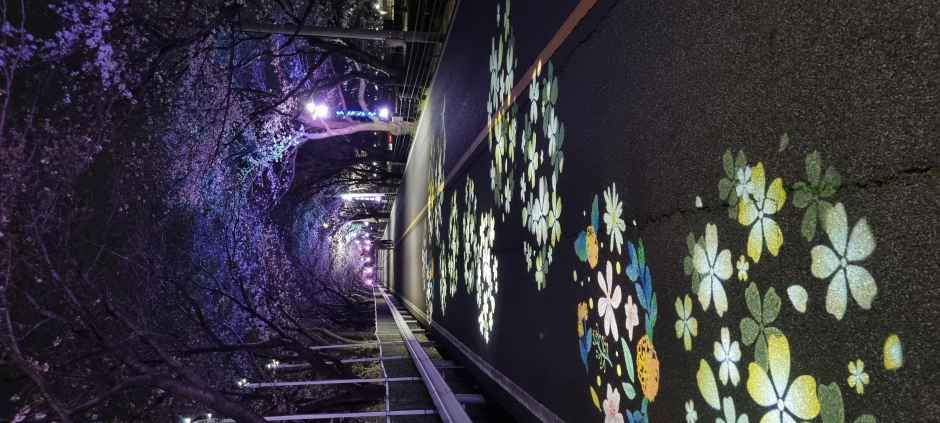 2026 물금벚꽃축제 (4).jpg