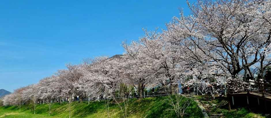 2026 물금벚꽃축제 (5).jpg