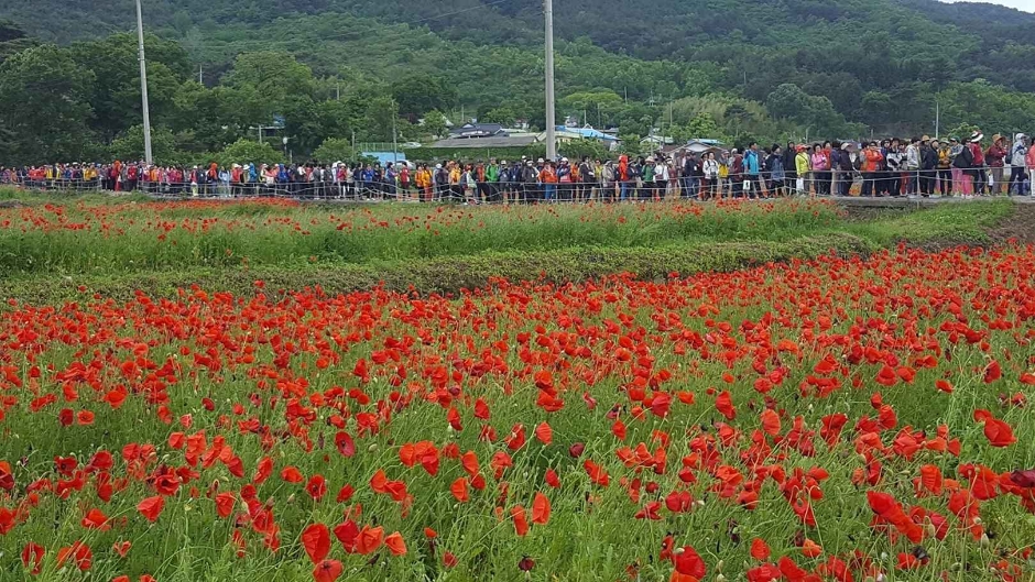 2024 하동 북천 꽃양귀비 축제 (7)