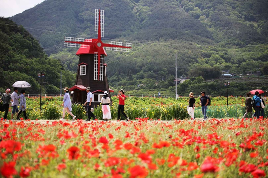 2024 하동 북천 꽃양귀비 축제 (5)