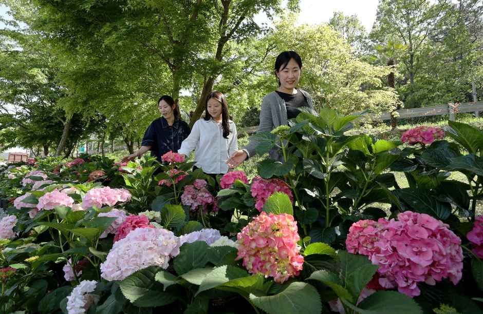 2026 강진수국길축제 (5).JPG
