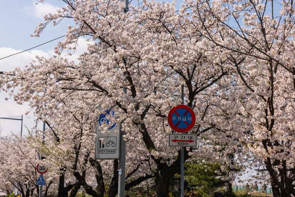 영등포 여의도 봄꽃축제 참고 이미지 3