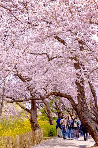 벚꽃길 아래를 걷는 봄꽃축제 풍경