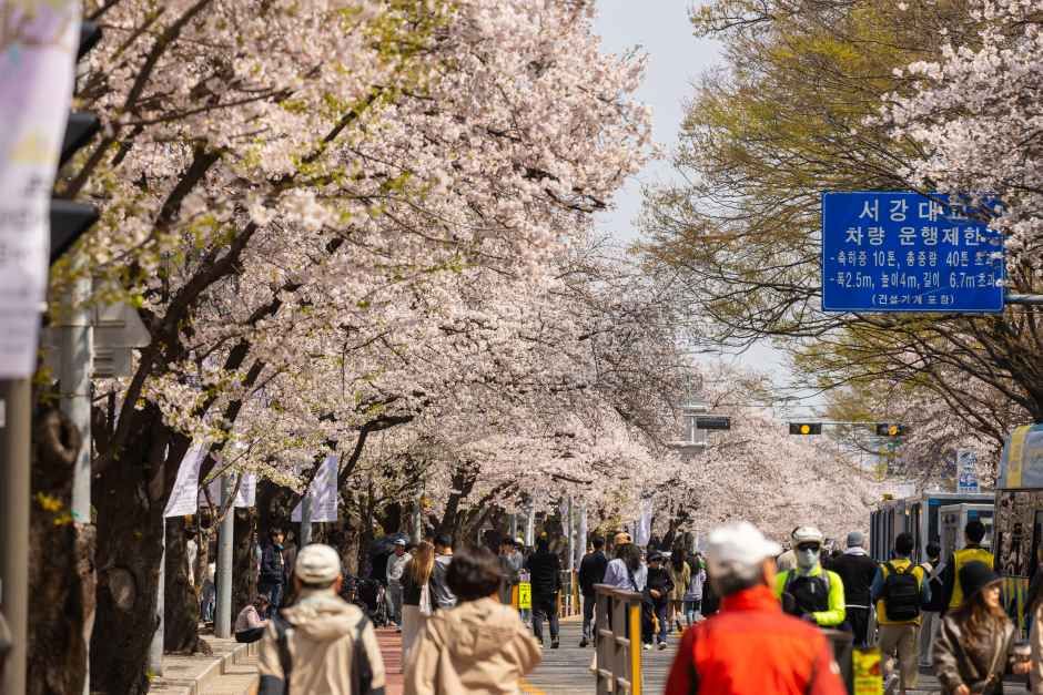 도로 옆으로 이어지는 벚꽃길 풍경