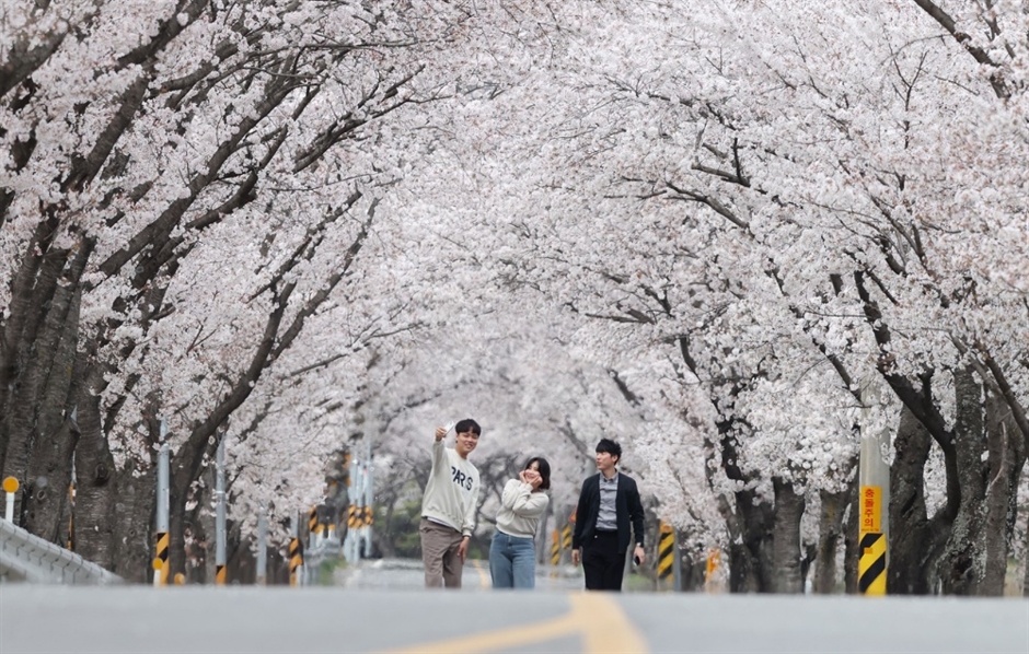 2024 함양 백운산 벚꽃축제 6