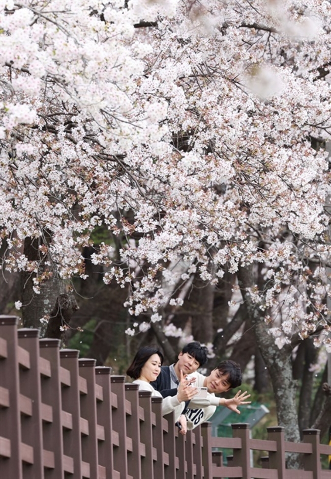 2024 함양 백운산 벚꽃축제 5