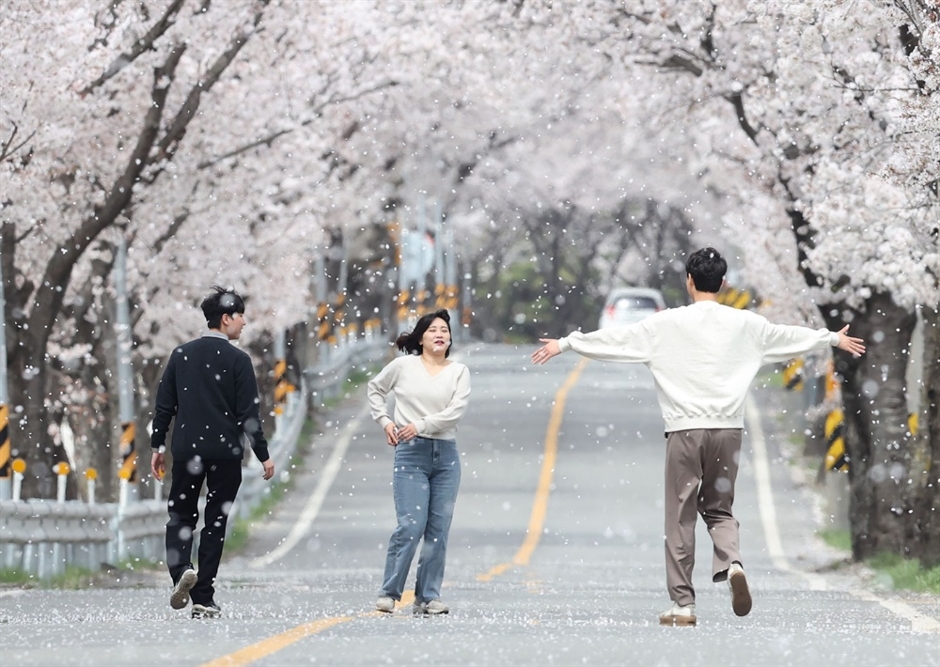 2024 함양 백운산 벚꽃축제 7