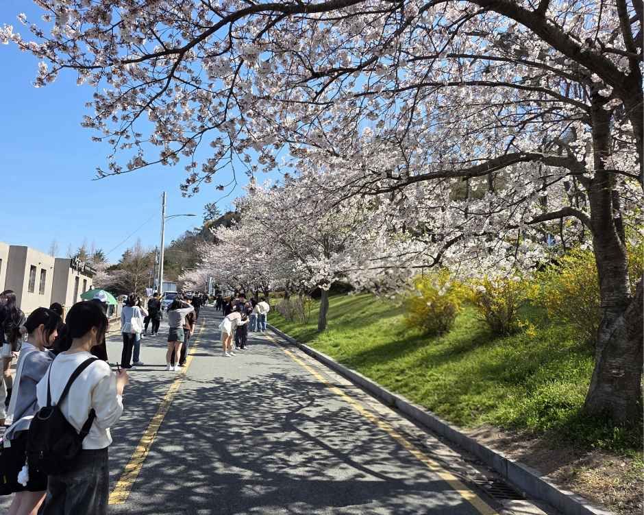 유달산 봄축제 포스터 · 광주 축제