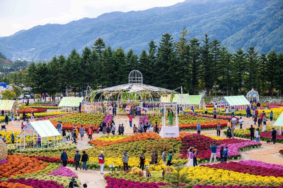 인제가을꽃축제 포스터 · 강원 축제
